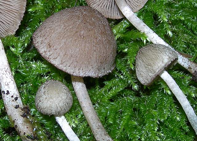 Psathyrella hirtosquamulosa   (Peck)   A. H. Smith